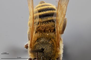 Media type: image;   Entomology 788892 Aspect: habitus dorsal view